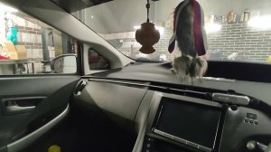 Toyota Prius 30 обучение стеклоподъемника