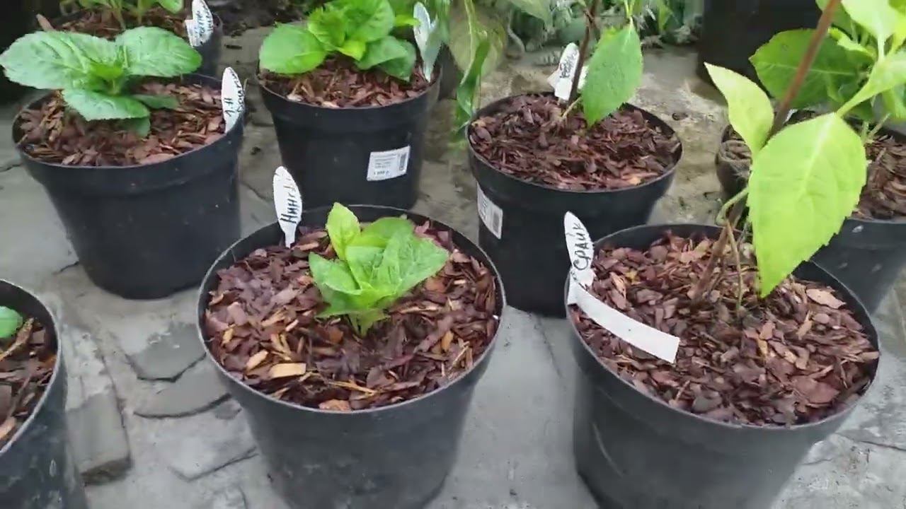 КРУПНОЛИСТНЫЕ ГОРТЕНЗИИ после покупки (в жару!) и карантина смотреть онлайн