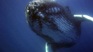 Почему у кита бьет фонтан?