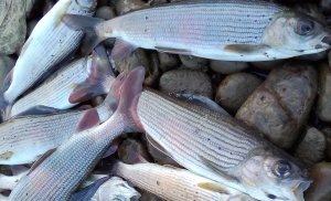 РЫБАЛКА НА ХАРИУСА В АЛТАЙСКОМ КРАЕ ! Ловля хариуса на поплавочную удочку .