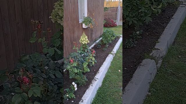 Цветы Заполярья смотреть онлайн