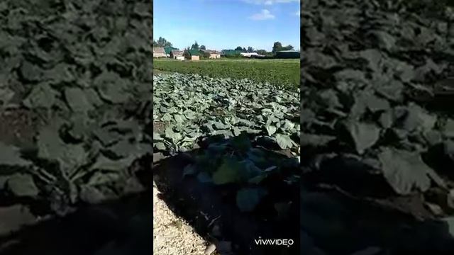 Ещё раз про масло☝️Муж настраивает косилку!Наш огород...кила на капусте!!!!! смотреть онлайн
