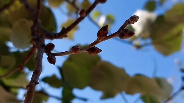 Стихи Светланы Сеньковой читает Татьяна Шац (сборник 6) смотреть онлайн