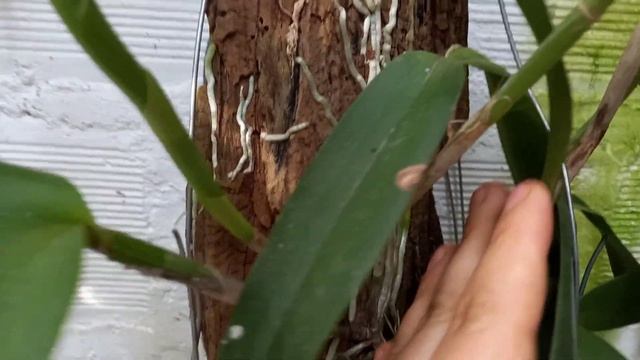 CATTLEYA FORBESII | FLORAÇÃO E CULTIVO смотреть онлайн