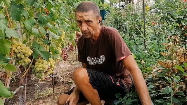 Виноград Дарья 2022г смотреть онлайн