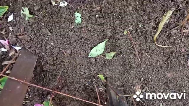 Обрезаю клематисы,пересаживаю!Тайга! смотреть онлайн