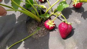 Клубника Кабрилло просто бомба обзор и дегустация