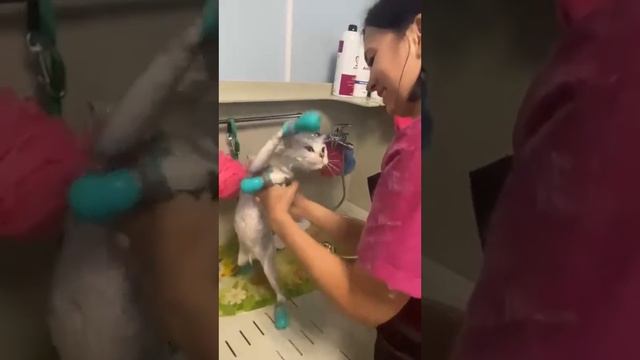 Мытьё кота???? смотреть онлайн