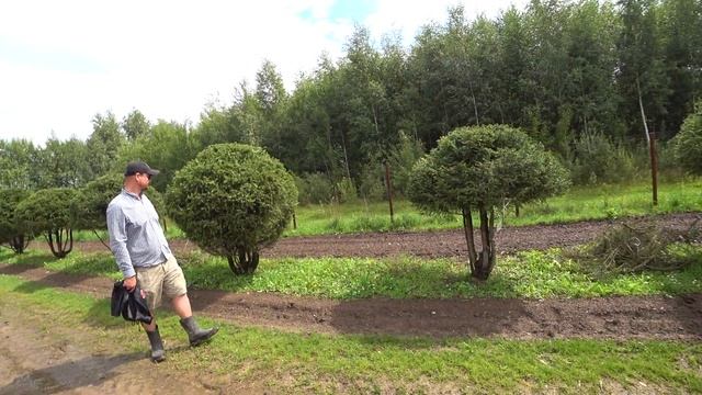 Шары и зонтики из ели обыкновенной в питомнике Ниваки смотреть онлайн