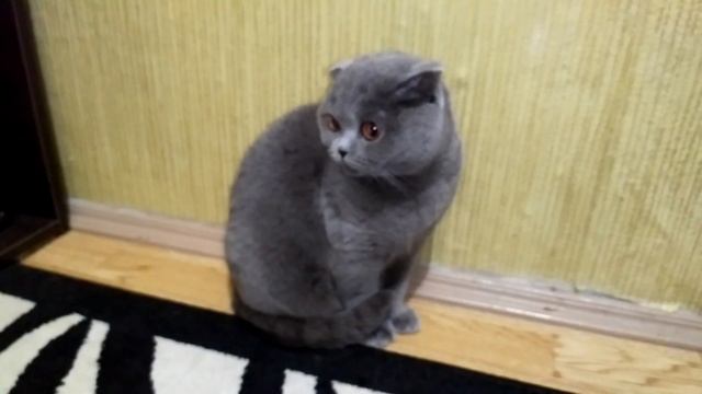 Невеста кота.Шотландская кошка.Вислоухая.Короткошёрстная. смотреть онлайн