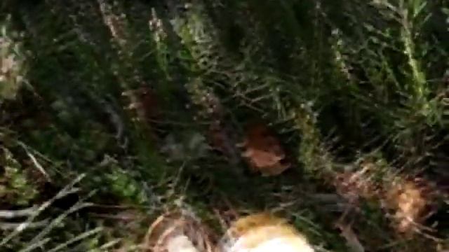 Современные Инструментальные Мелодии