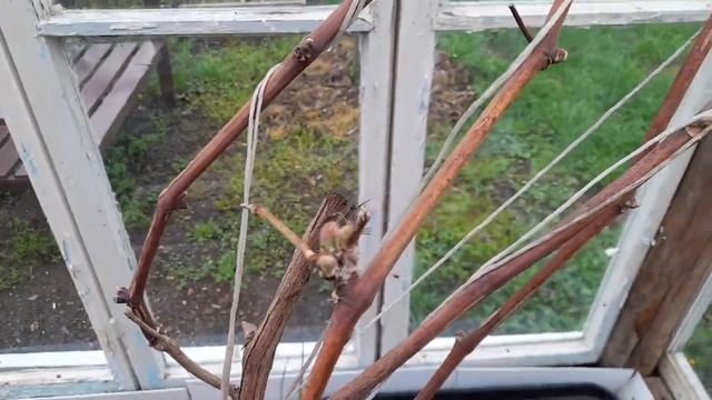 #1.Огород на 1сотке. Мой маленький садик и огородик в апреле. Цветёт миндаль. смотреть онлайн