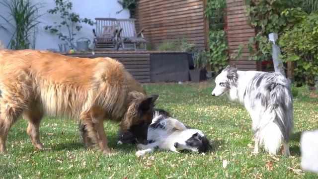 Der Hund als Gesprächspartner?- Hundeverhalten anders analysieren und wirken lassen. смотреть онлайн