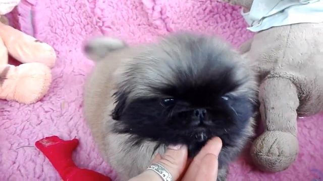 Pekingese puppy video 45 days old - LionDance Chiquitita смотреть онлайн
