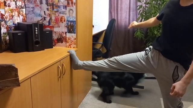 Дрессировка русского спаниеля смотреть онлайн