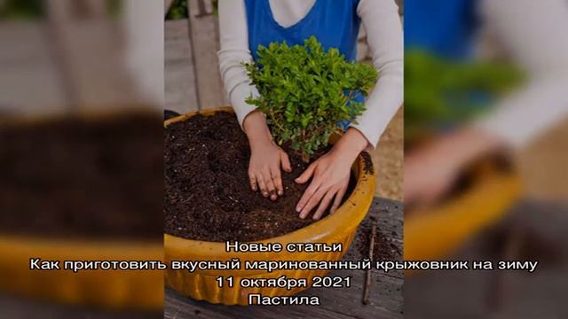 Правила посадки базилика и ухода за ним в открытом грунте смотреть онлайн