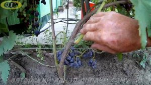 Почему у винограда сохнут листья.Что это на виноградном кусте.