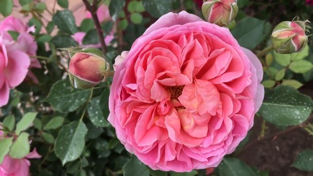 Boscobel rose смотреть онлайн