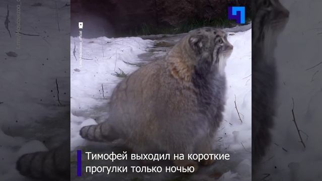 Мохнатый княже ждет весну: в Московском зоопарке рассказали о буднях манула Тимофея смотреть онлайн