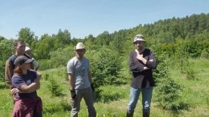 Сосна румелийская или сосна веймутова: что выбрать?