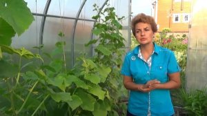 Чем подкормить огурцы и баклажаны  Удобрение Гуми Оми для овощей