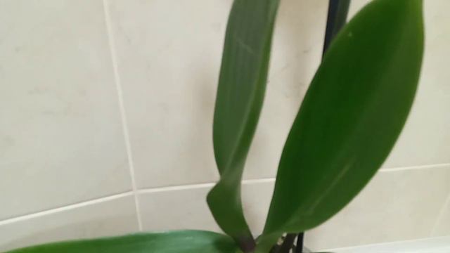 Орхидея Phal.Bosporus.Моя новинка🌺🌺🌱 смотреть онлайн