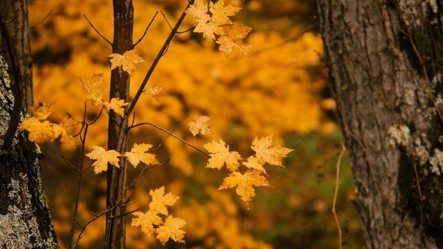 *ЛЕСНЫЕ ЖИТЕЛИ* Отдых под Звуки и музыку природы смотреть онлайн
