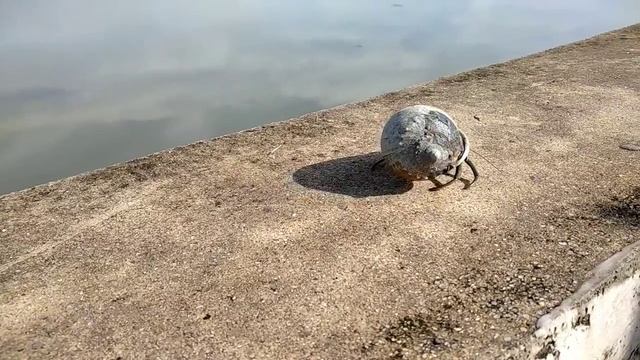 Рак Отшельник!!!? Большей и Жутковатый. Вьетнам 2020. смотреть онлайн