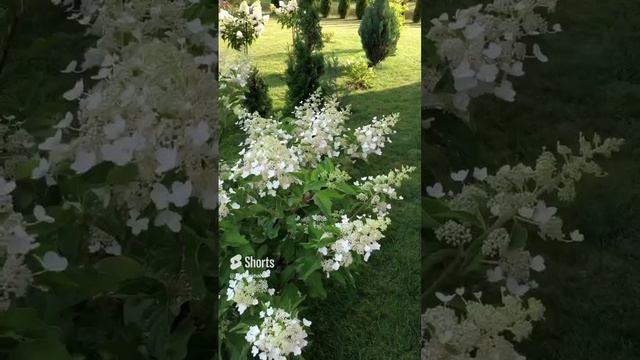 Гортензия в лучах уходящего дня ? 25 июля #гортензиивсаду смотреть онлайн