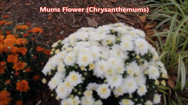 Mums Flowers Parts of Plants Song for Children Kids Kindergarten to Learn Grade Fall Garden Functio смотреть онлайн