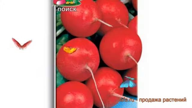 Редис обыкновенный Снегирек (snegirek) ? редис Снегирек обзор: как сажать семена редиса Снегирек смотреть онлайн