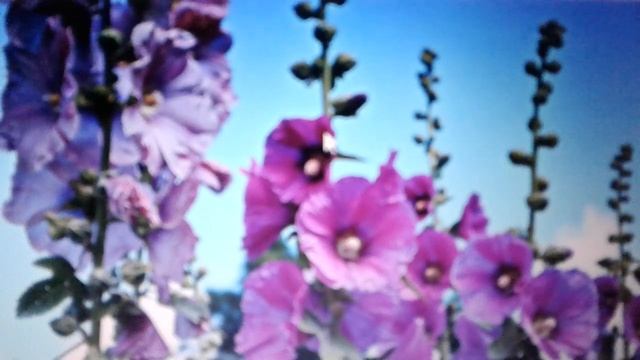 Мальва: польза и вред для организма. смотреть онлайн