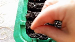 ПОСЕВ КАТАРАНТУСА НА РАССАДУ  В ДОМАШНИХ УСЛОВИЯХ