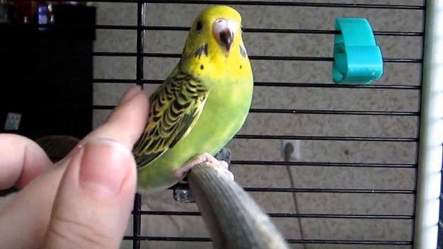 Птенец 35 дней - Budgies 35 days смотреть онлайн