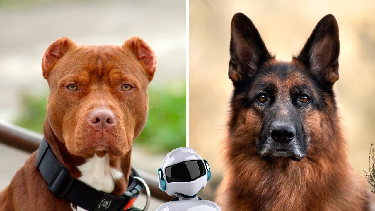 САМЫЕ ПРЕДАННЫЕ ПОРОДЫ СОБАК В МИРЕ / ТОП 10 смотреть онлайн