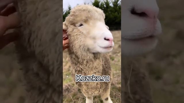 Натуральная пряжа и искренние отношения #вязание #пряжа #магазинпряжи #вяжу смотреть онлайн