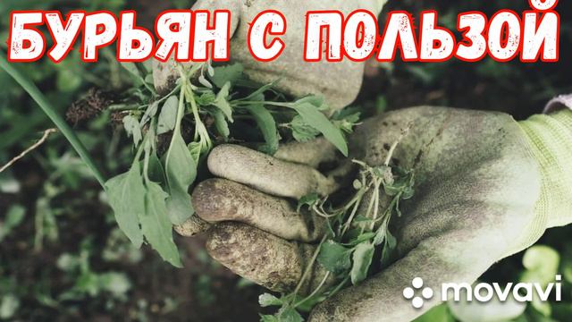 СОРНЯКИ С ПОЛЬЗОЙ. Как применить в хозяйстве.