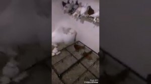 «» СЕТКА НА ПОЛ... В ГОЛУБЯТНЮ «»