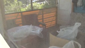 Купол ля бассейна из ПВХ труб .Ч - 1 Сборка каркаса._1080p.mp4