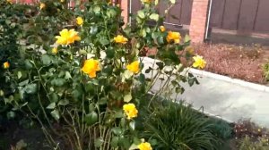 Чайно-гибридная роза "Керио". Октябрь 2021.