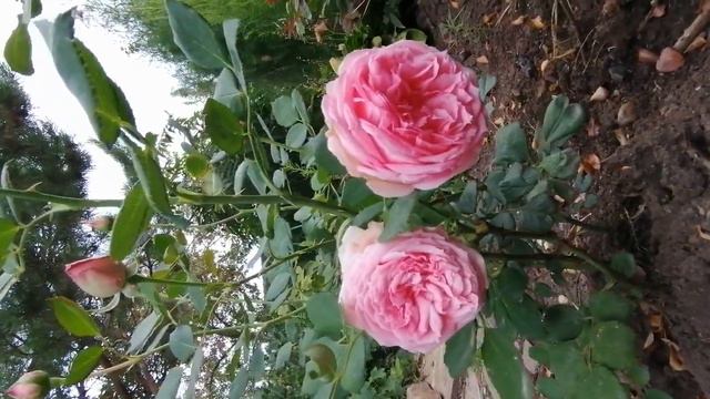 Розы вместо рассвета. 🌹😊🙏 смотреть онлайн