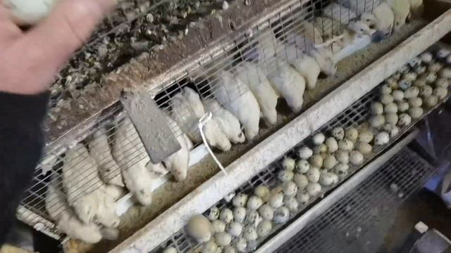 Сравнение, молодые несушки и старенькие, сколько яиц? смотреть онлайн