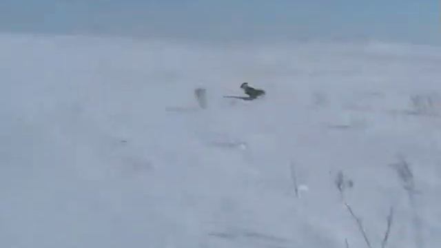 фотоохота на лису. ютуб.mpg смотреть онлайн