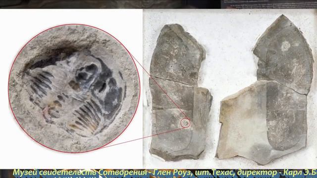 Свидетельства против эволюции Карл Э Бо, Музей свидетельств Сотворения смотреть онлайн