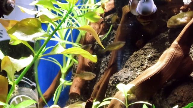 Новые жильцы - микрорасбора галактика смотреть онлайн