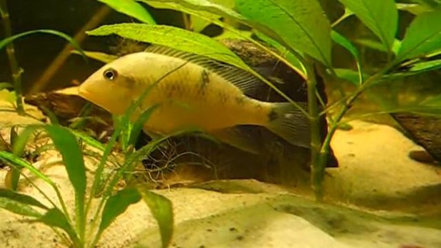 geophagus steindachneri 3-14 dni смотреть онлайн