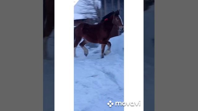 В продаже кобылка Владимировский тяжеловоз.  возраст 2.8. рост в холке 175.см. тел. 89237203023