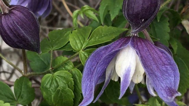 Clématite des Alpes ''Clematis alpina Francis Rivis' Renaissance printanière. смотреть онлайн
