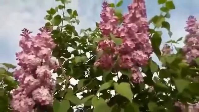 СТРЕЛЬЦЫ - прогноз на ИЮНЬ 2017 года смотреть онлайн