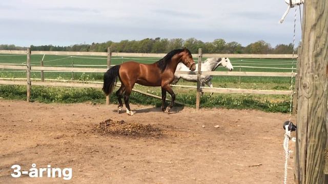 Min Manfredi till salu смотреть онлайн